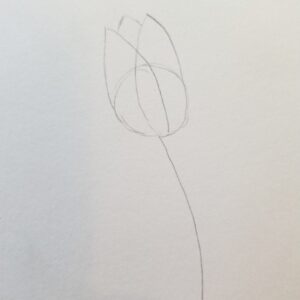 Pencil sketch showing the second step of drawing a tulip for Bible journaling, with overlapping petals added to the circular guide and a curved stem