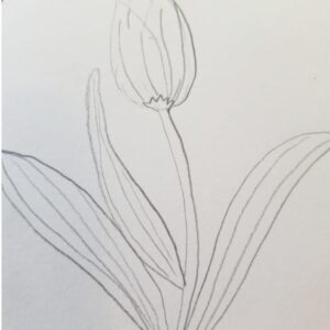 Pencil drawing of a tulip flower for Bible journaling, featuring detailed petals, stem, and long textured leaves to guide faith-based art